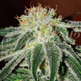 Black Russian (Delicious Seeds)