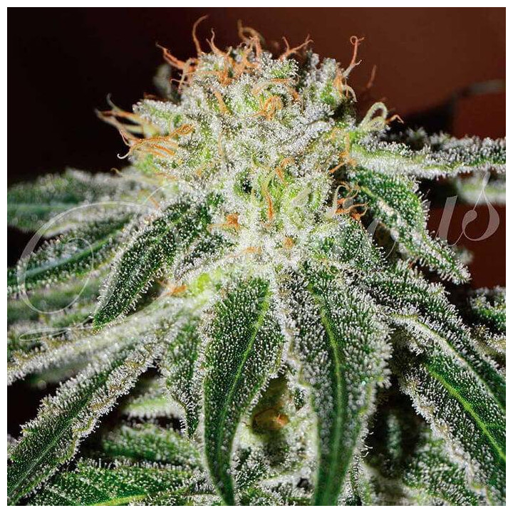 Black Russian (Delicious Seeds)