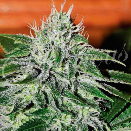 Critical Jack Herer (Delicious Seeds)
