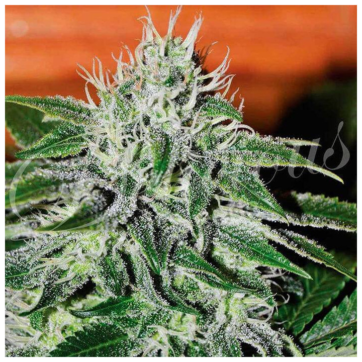 Critical Jack Herer (Delicious Seeds)