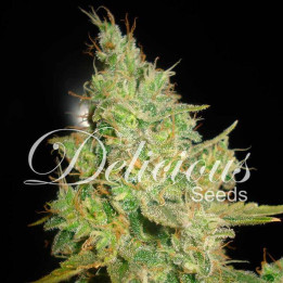Critical Kali Mist (Delicious Seeds)