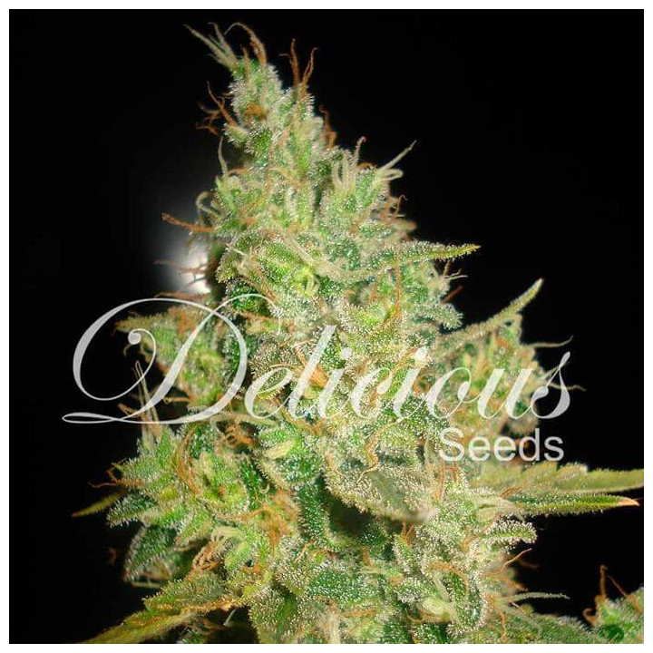 Critical Kali Mist (Delicious Seeds)