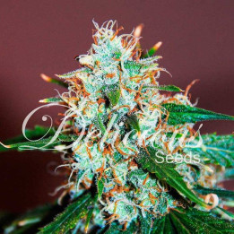 Critical Neville Haze 2.0 (Delicious Seeds)