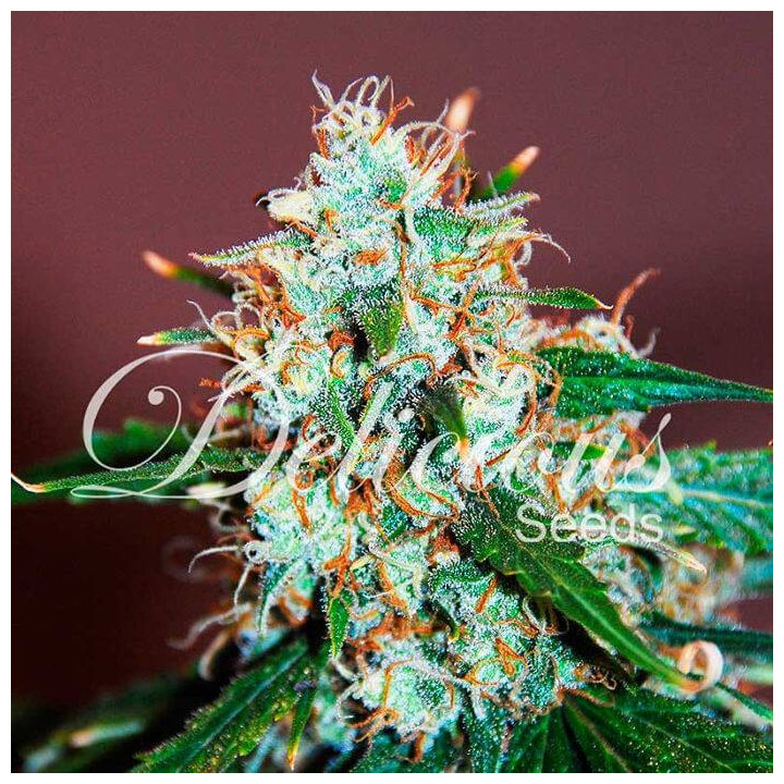 Critical Neville Haze 2.0 (Delicious Seeds)