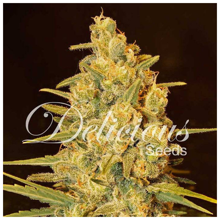Critical Sensi Star (Delicious Seeds)