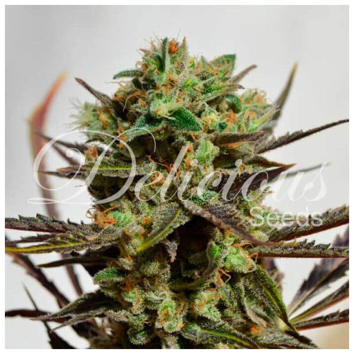 Delicious Candy (Delicious Seeds)
