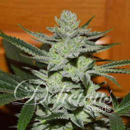 Desconocida Kush (Delicious Seeds)