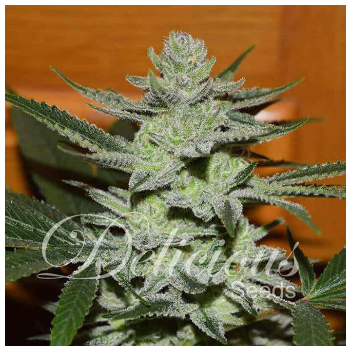 Desconocida Kush (Delicious Seeds)