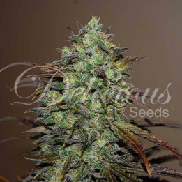 Eleven Roses (Delicious Seeds)