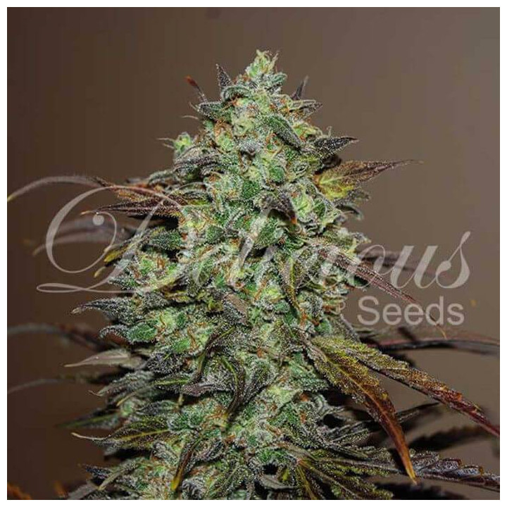 Eleven Roses (Delicious Seeds)