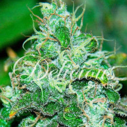 Fruit Chronic Juice (Delicious Seeds)