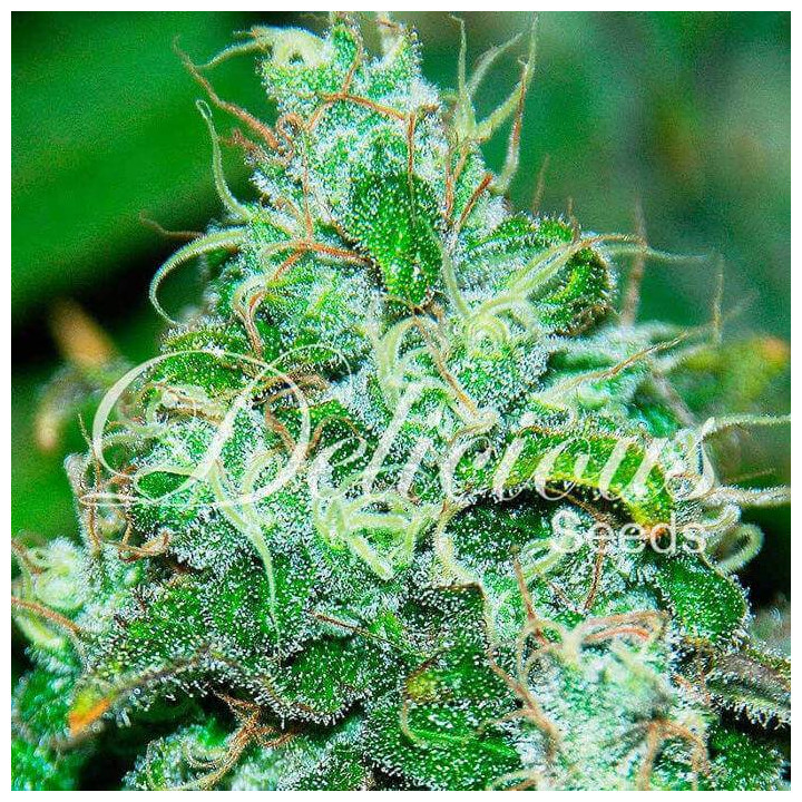Fruit Chronic Juice (Delicious Seeds)