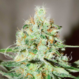 Jagg Kush (Delicious Seeds)