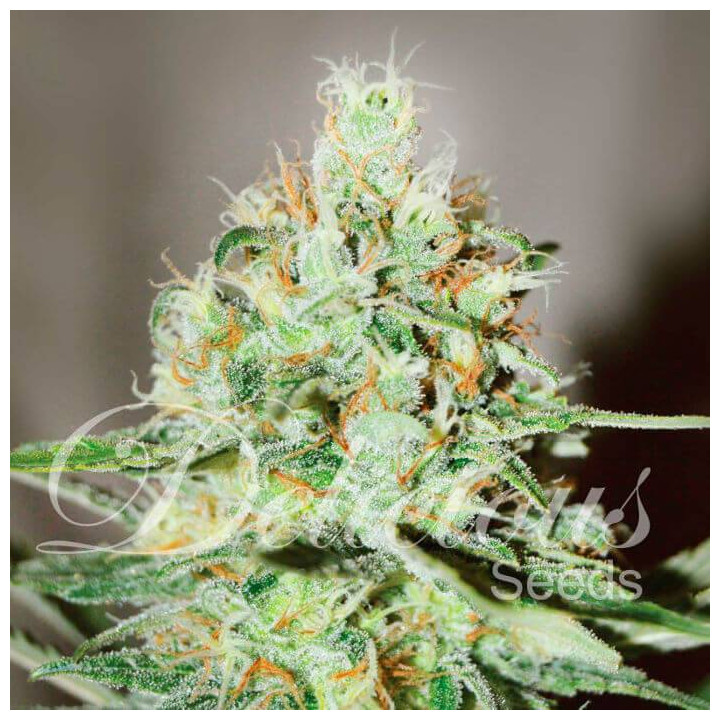 Jagg Kush (Delicious Seeds)