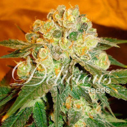 Marmalate (Delicious Seeds)