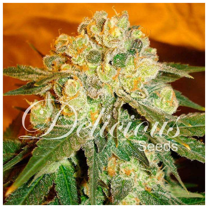 Marmalate (Delicious Seeds)