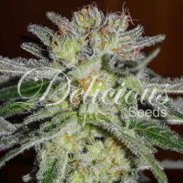 Northern Light Blue (Delicious Seeds)