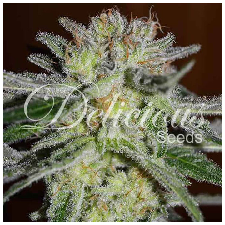 Northern Light Blue (Delicious Seeds)