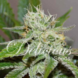 Original Juan Herer (Delicious Seeds)