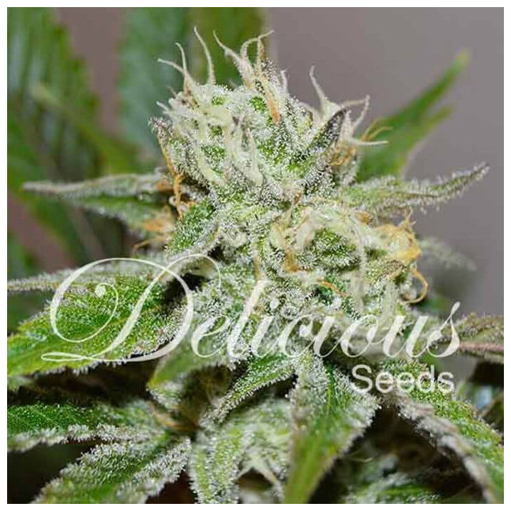 Original Juan Herer (Delicious Seeds)