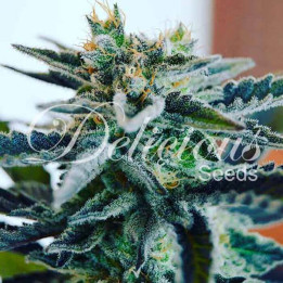 Sugar Black Rose (Delicious Seeds)