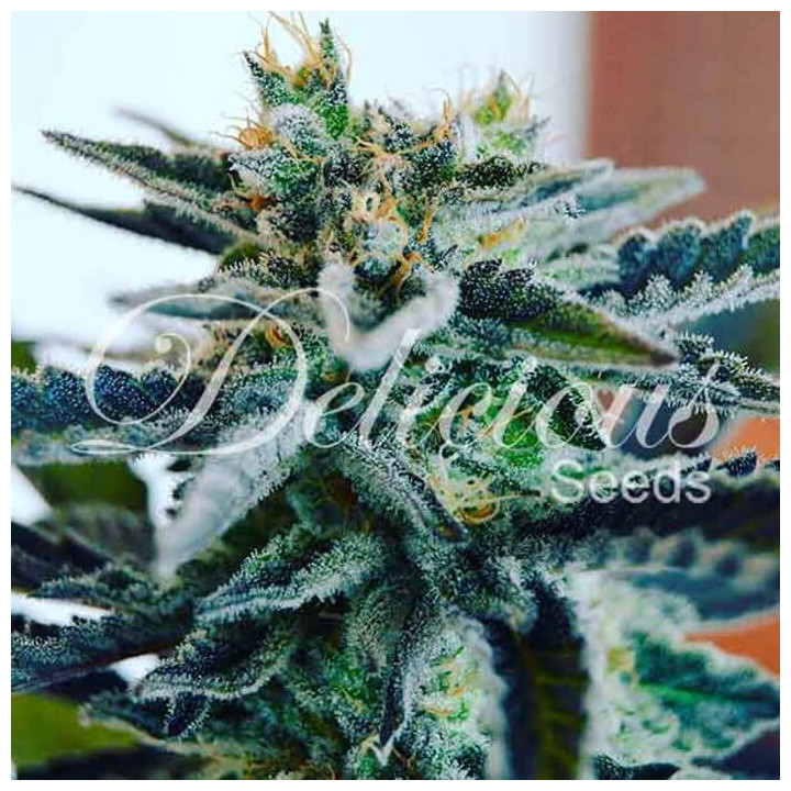 Sugar Black Rose (Delicious Seeds)