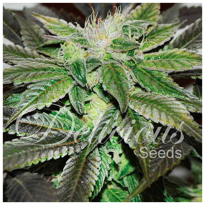 Sugar Candy (Delicious Seeds)