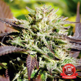 Caramelo Regular (Delicious Seeds)