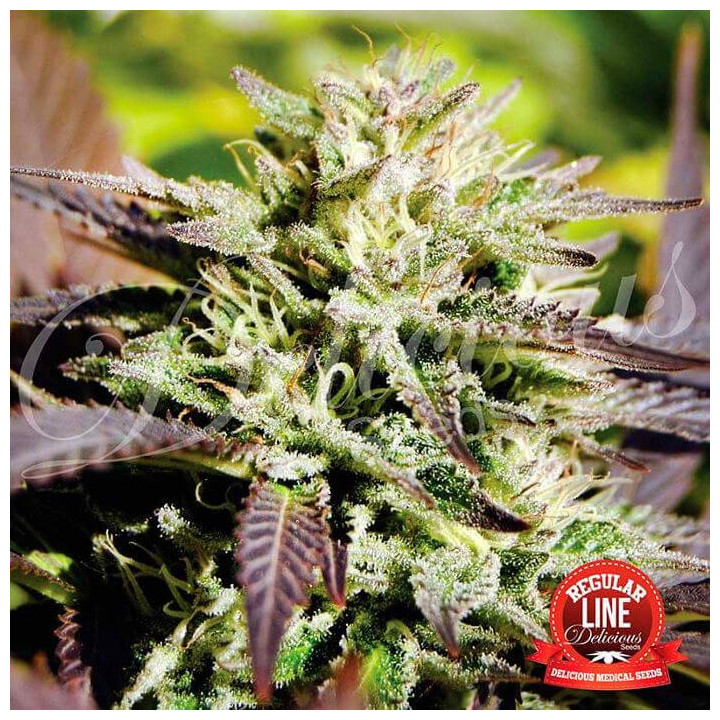 Caramelo Regular (Delicious Seeds)