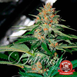 Delicious Candy Regular (Delicious Seeds)