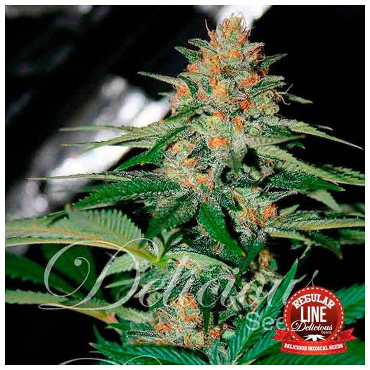 Delicious Candy Regular (Delicious Seeds)
