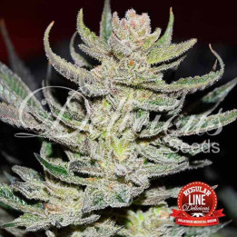 Desconocida Kush Regular (Delicious Seeds)