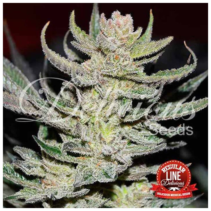 Desconocida Kush Regular (Delicious Seeds)