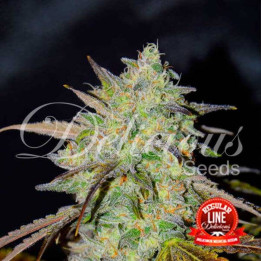 Marmalate Regular (Delicious Seeds)