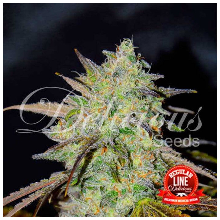Marmalate Regular (Delicious Seeds)