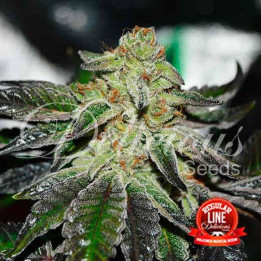 Original Juan Herer Regular (Delicious Seeds)