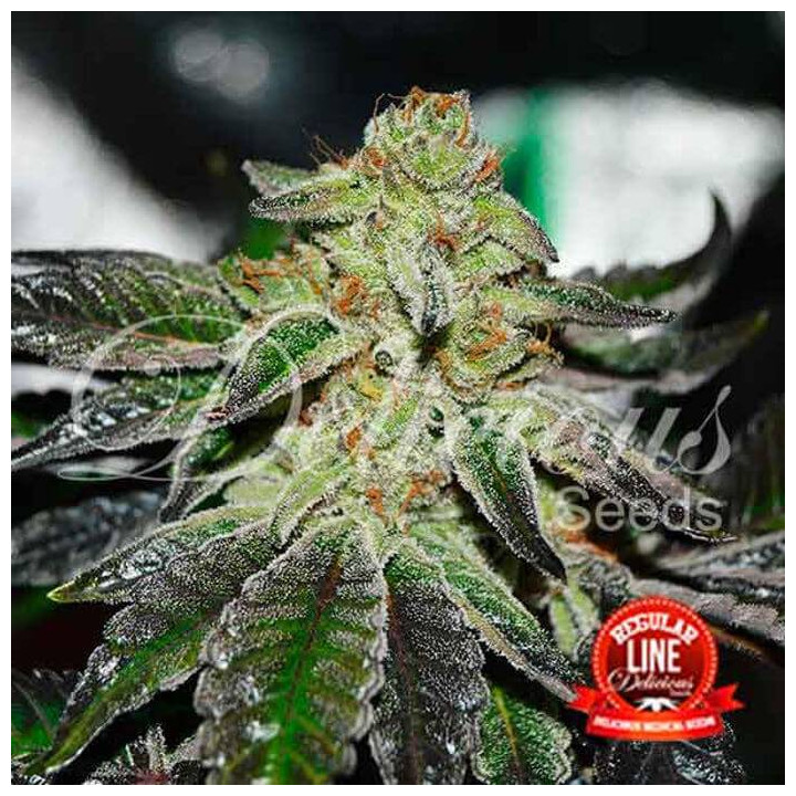 Original Juan Herer Regular (Delicious Seeds)