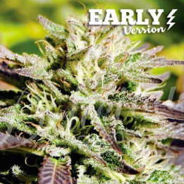 Caramelo F1 (Delicious Seeds)