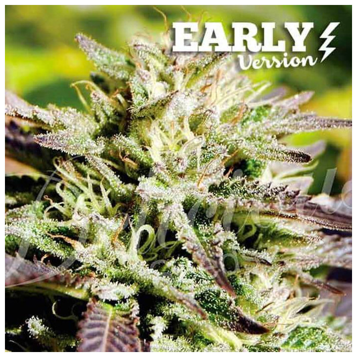 Caramelo F1 (Delicious Seeds)