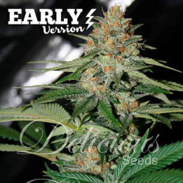 Delicious Candy F1 (Delicious Seeds)