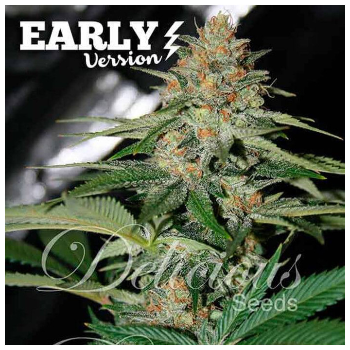 Delicious Candy F1 (Delicious Seeds)