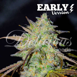 Marmalate F1 (Delicious Seeds)