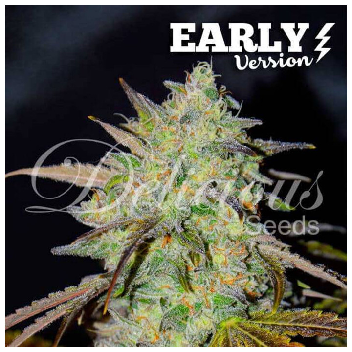 Marmalate F1 (Delicious Seeds)