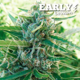 Sugar Black Rose F1 (Delicious Seeds)