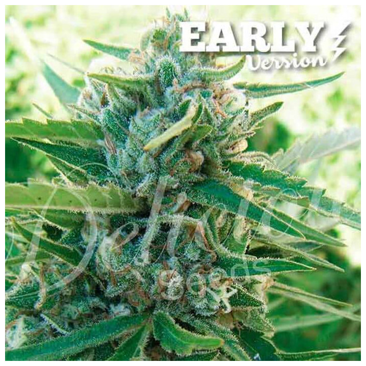 Sugar Black Rose F1 (Delicious Seeds)