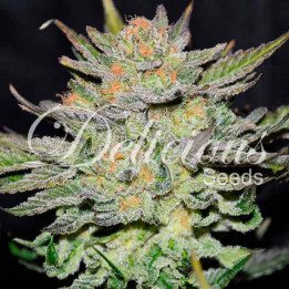 Auto Blue Ace CBD (Delicious Seeds)