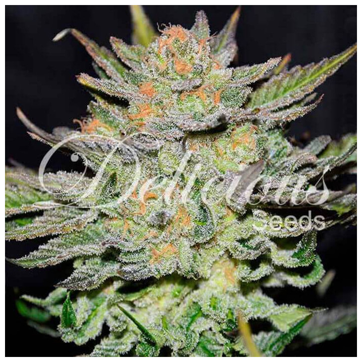 Auto Blue Ace CBD (Delicious Seeds)