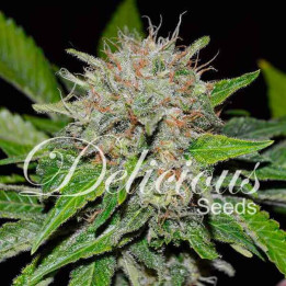 Deep Mandarine (Delicious Seeds)