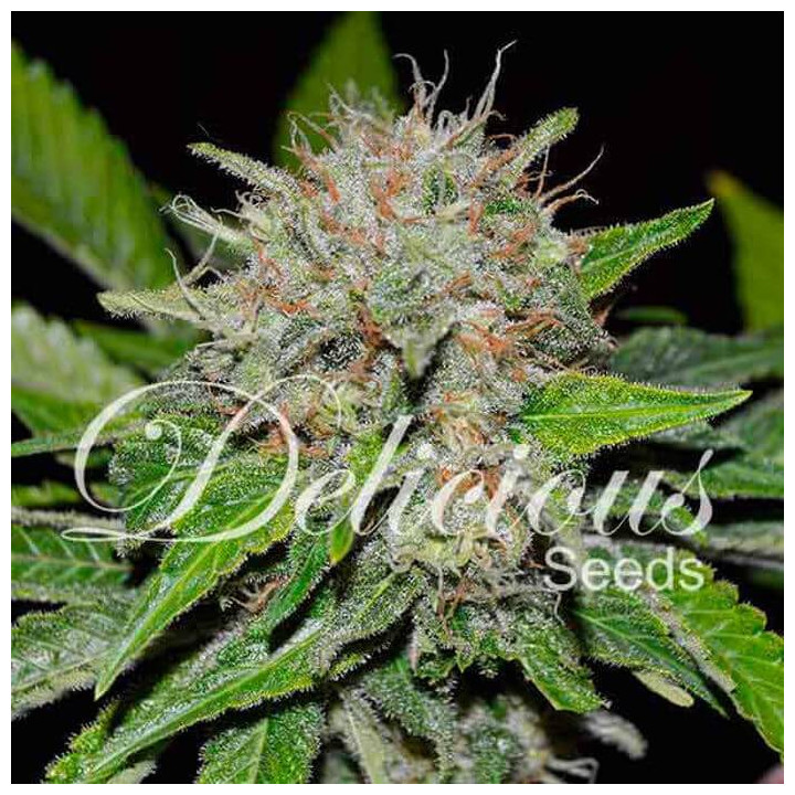 Deep Mandarine (Delicious Seeds)