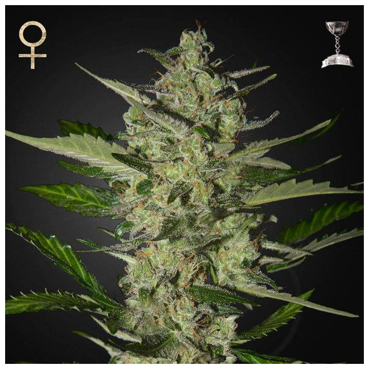 Flowerbomb Kush (Strain Hunters)